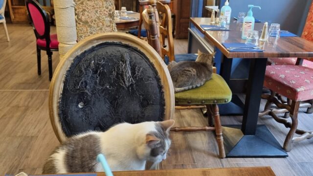 Le Café des Chats