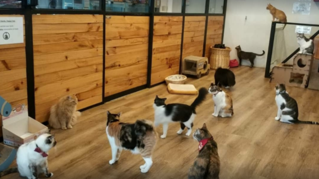 The Cat Cafe Bugis